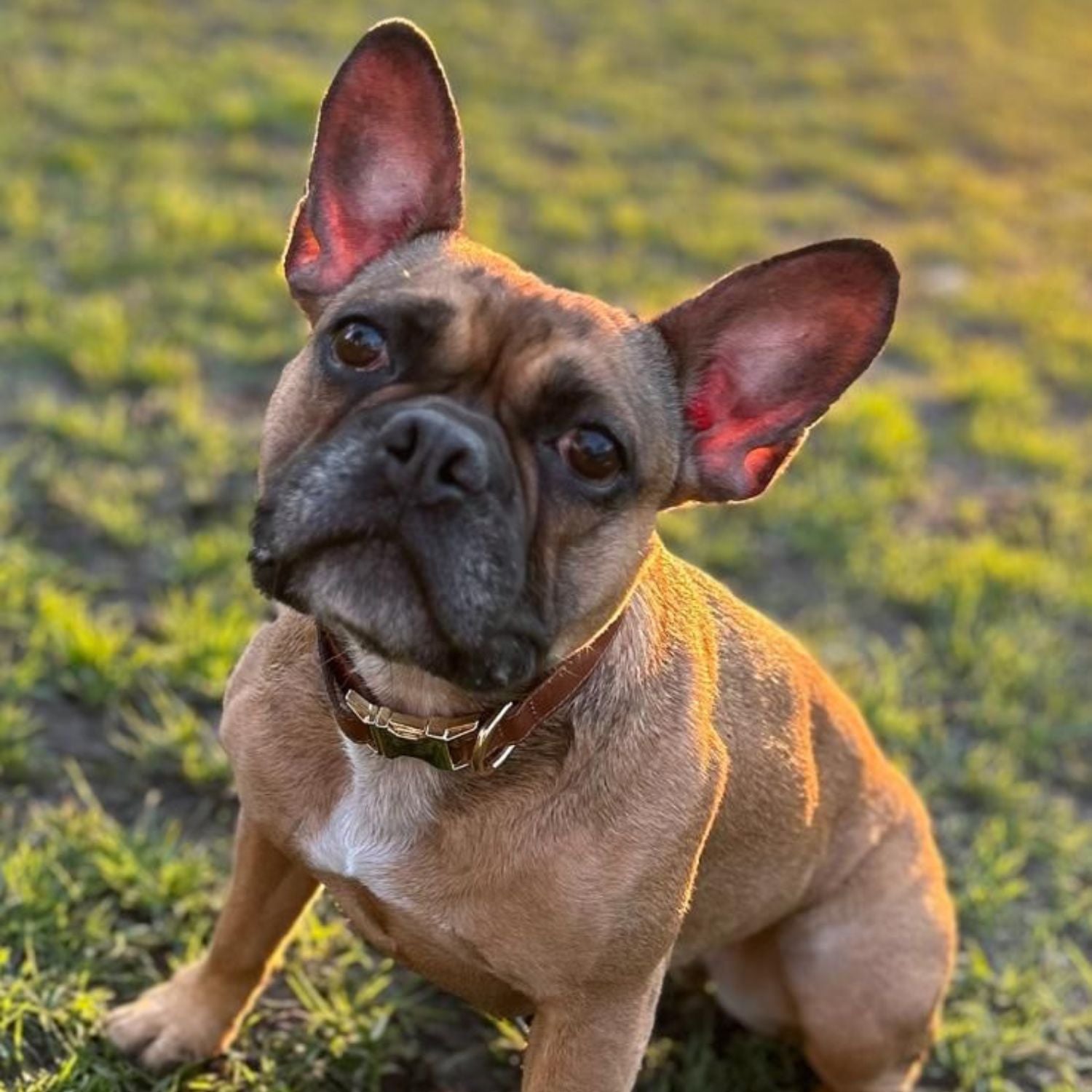 Stylish Leather AirTag Dog Collar - Black - Davie